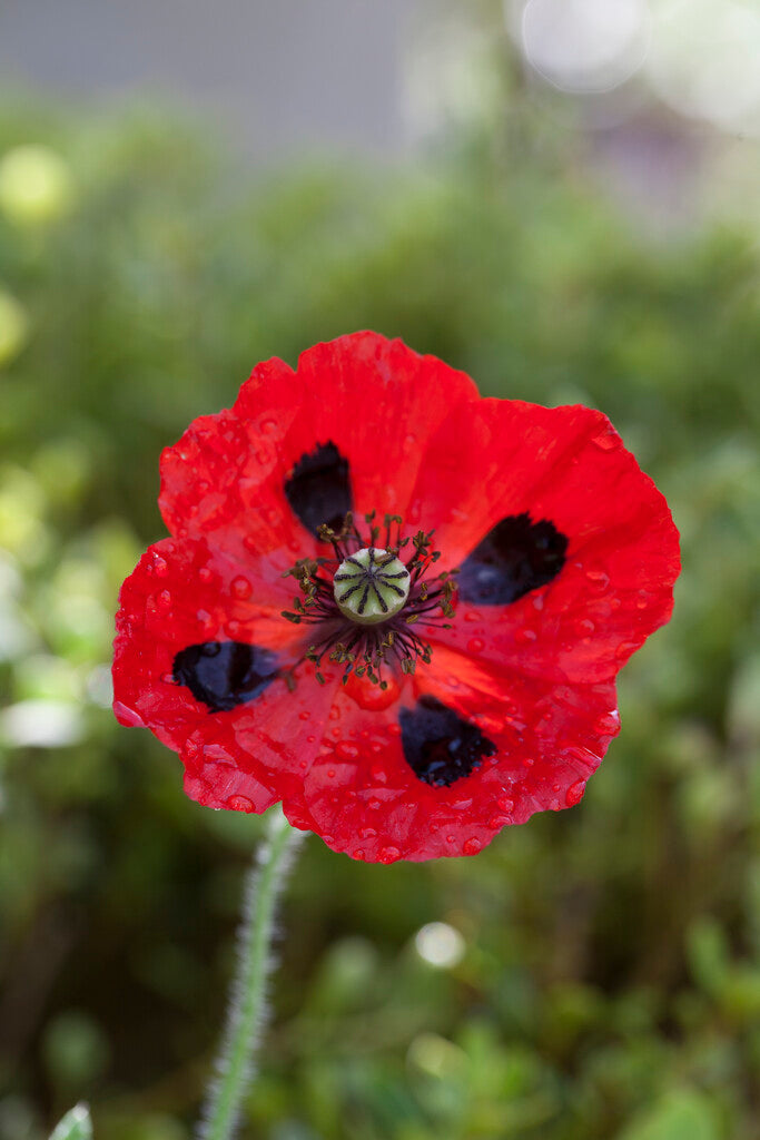 Poppy-Papaver 'Mariehøne' 1-pakning